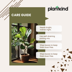 Ficus Lyrata Bambino - Live Indoor Plant