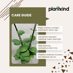 Heart Hoya Plant | Succulent Plant | Indoor Ornamental Plant | 1 Live Plant