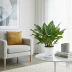 Aglaonema Dove Plant  | Indoor Plant | Pack of 1 | Medium