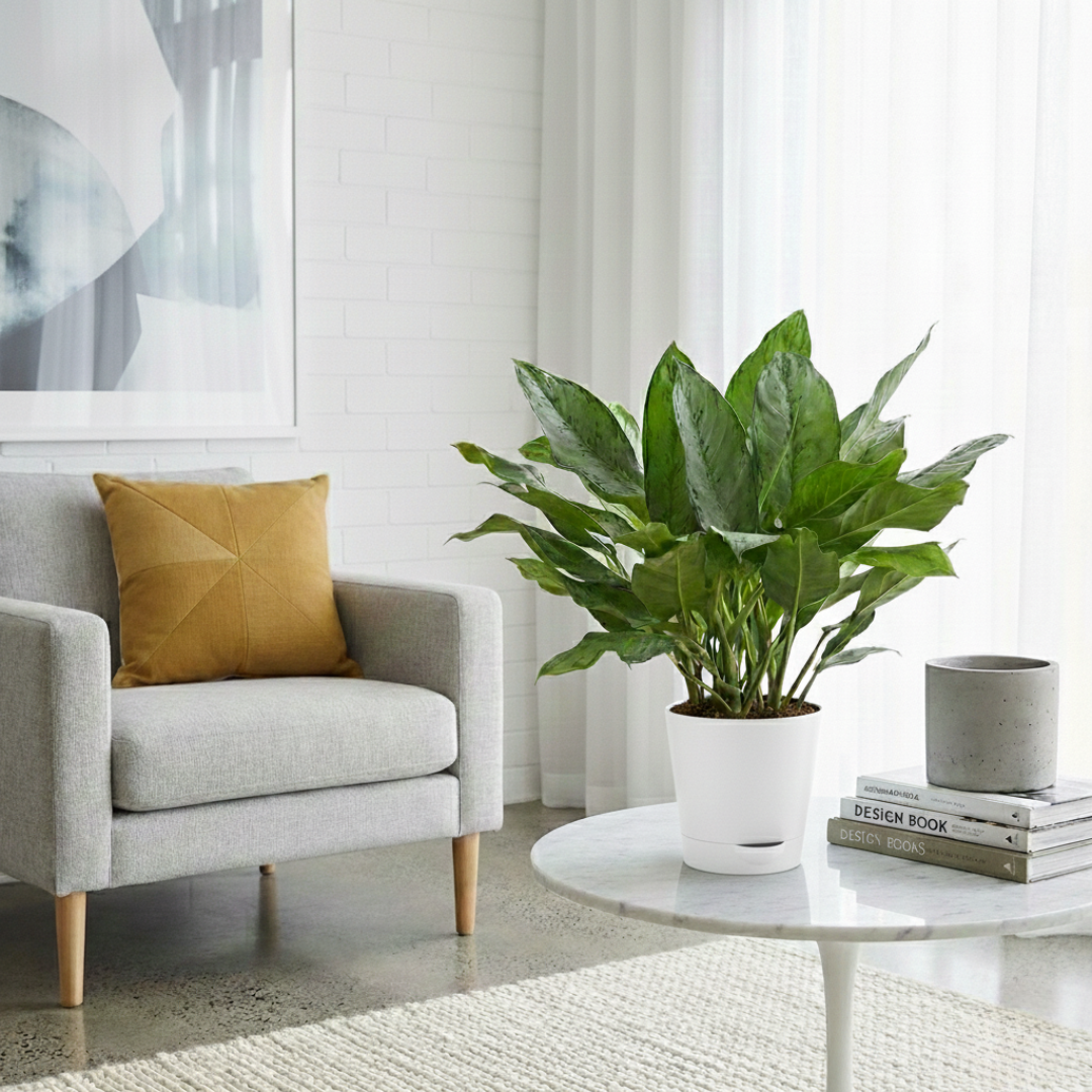 Aglaonema Dove Plant  | Indoor Plant | Pack of 1 | Medium