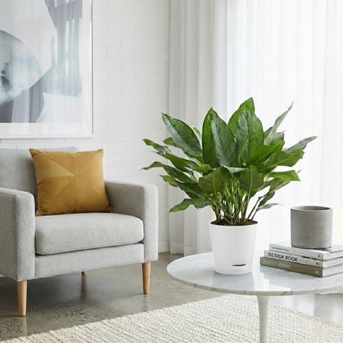 Aglaonema Dove Plant  | Indoor Plant | Pack of 1 | Medium