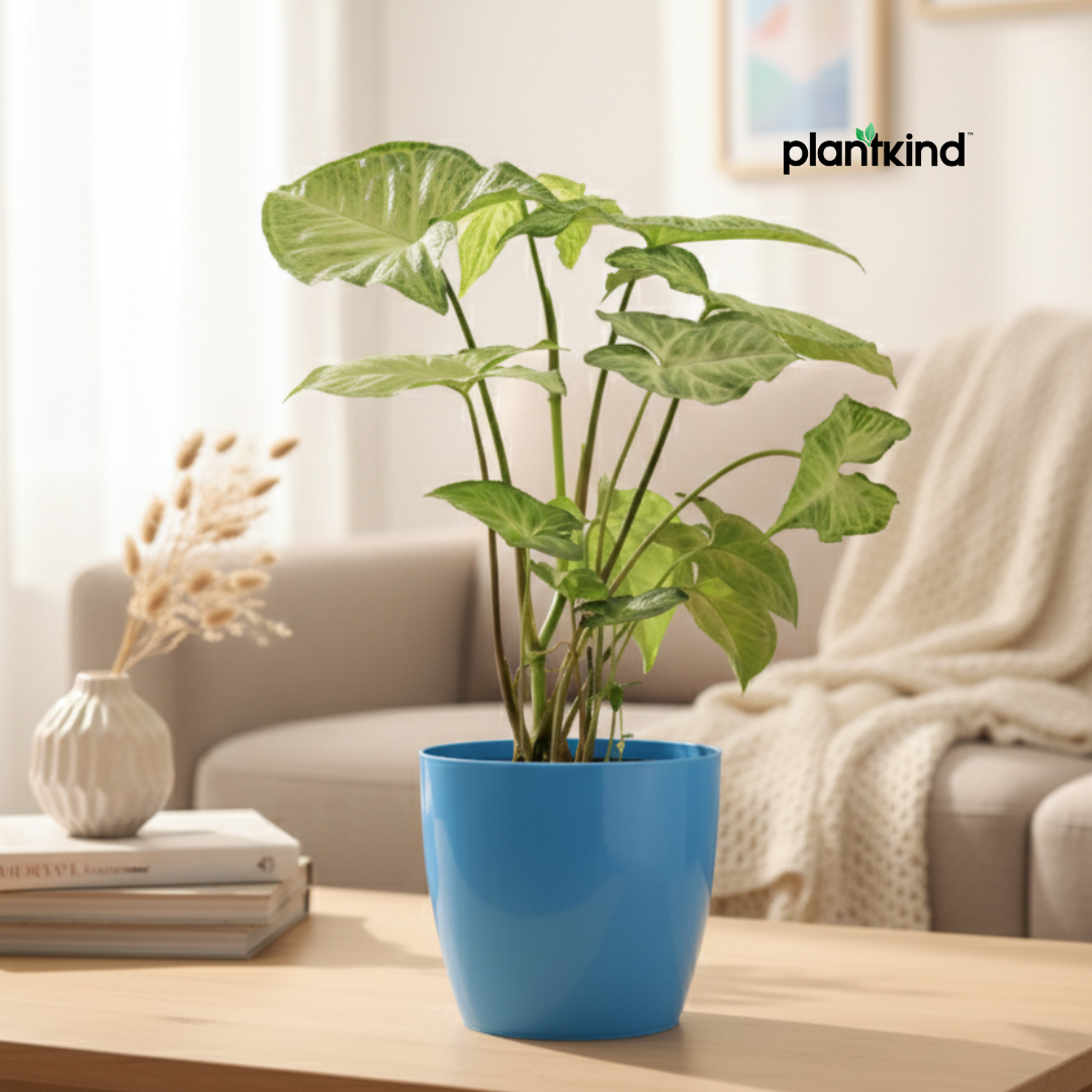 Syngonium Pixie Plant | Indoor Plant | Ornamental Plant | 1 Live Plant | Medium