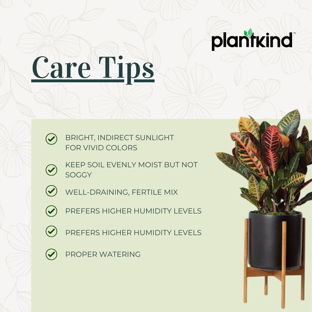 Croton Petra | Indoor Plant | 1 Live Plant