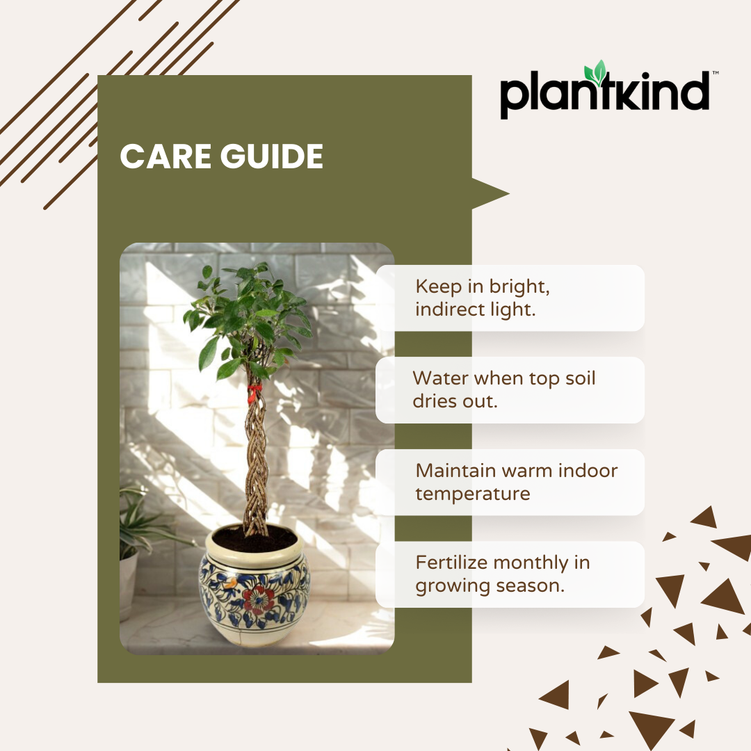 Netted Ficus Tree |  Ornamental Foliage Plant | Pack Of 1