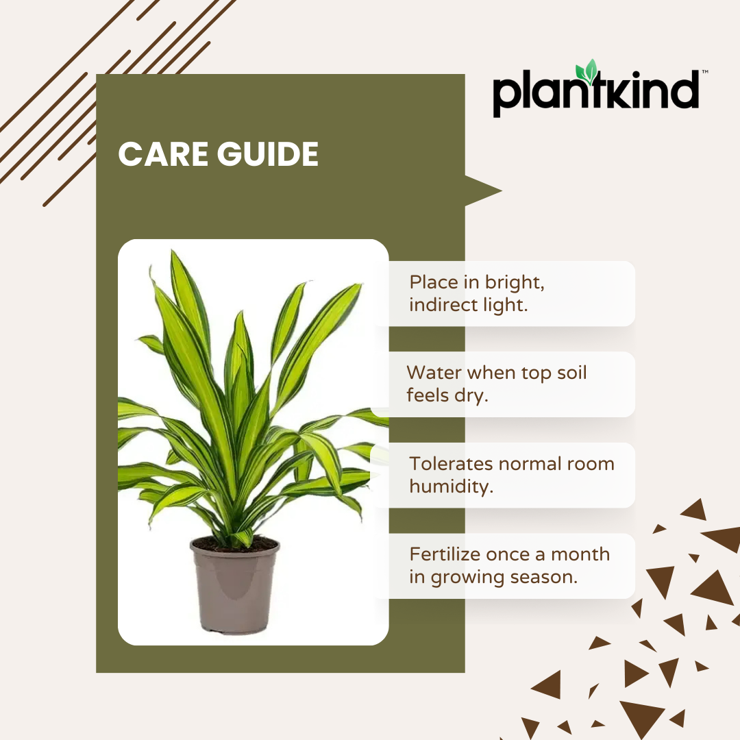 Draceana Dara Singh Plant | Ornamental foliage plant | Indoor Plant | Pack of 1