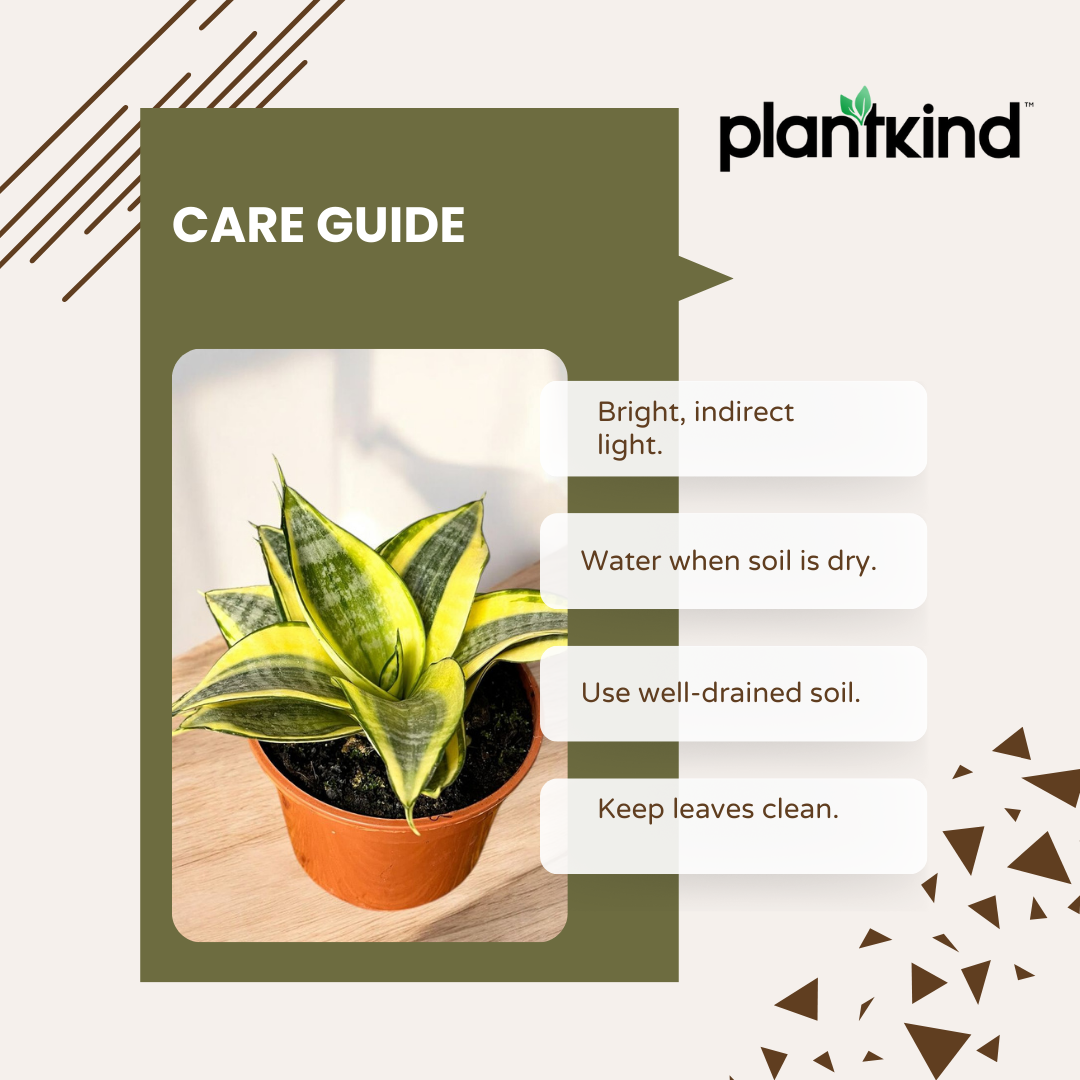 Snake Plant - Golden | Indoor Plant | Pack Of 1