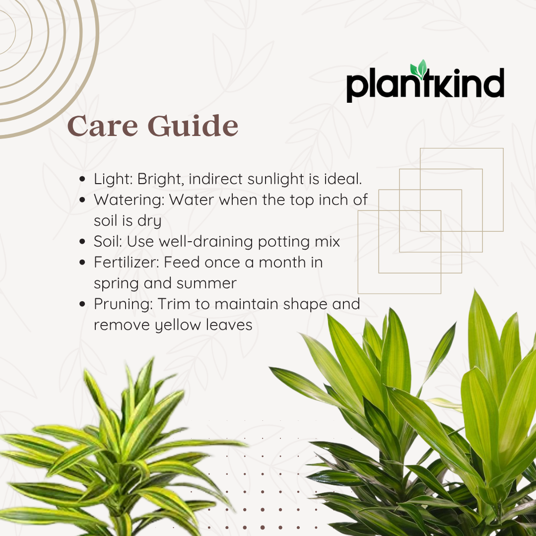 Song Of Jamaica Plant | Air Purifying Plant | Pack Of 1