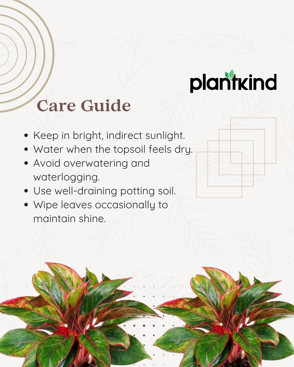 Aglaonema Lipstick Plant| Indoor Plants| 1 Live Plant