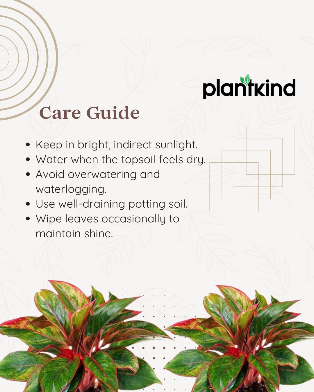 Aglaonema Lipstick Plant| Indoor Plants| 1 Live Plant