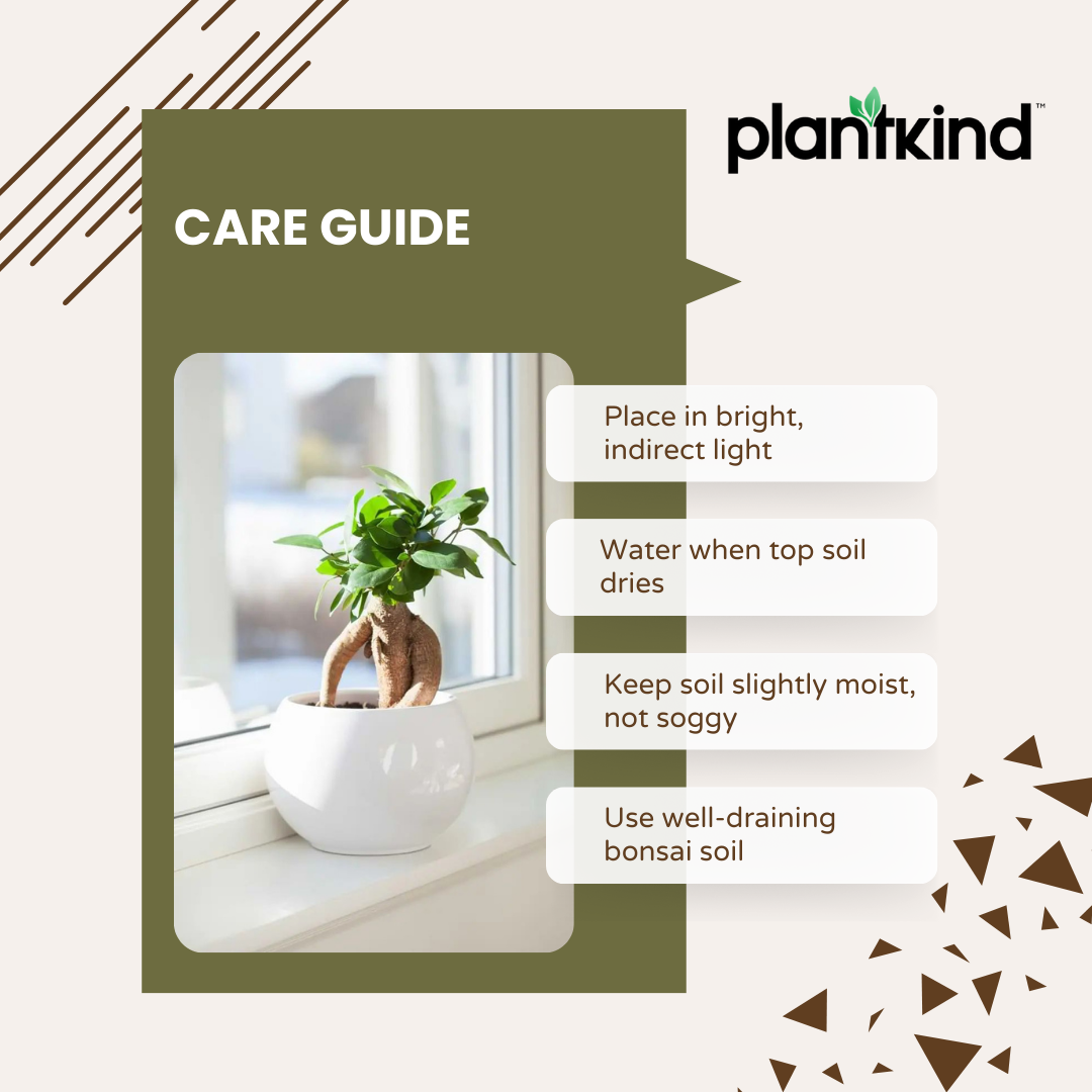 Ficus Bonsai Plant | Bonsai Plant | Indoor Plant | Pack of 1