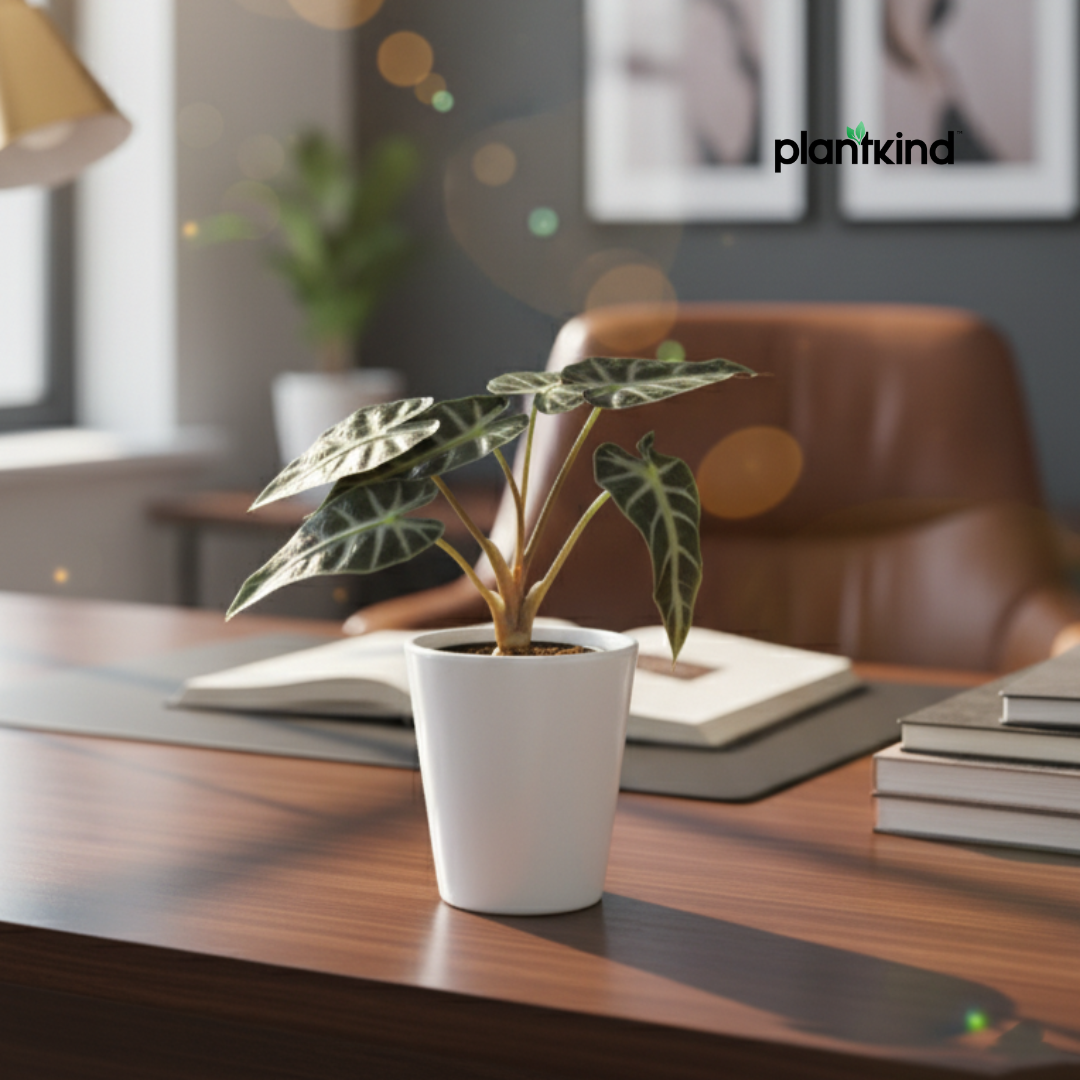 Alocasia Velvet Black| Velveta Black  |Indoor Plant | 1 Live Plant | Small