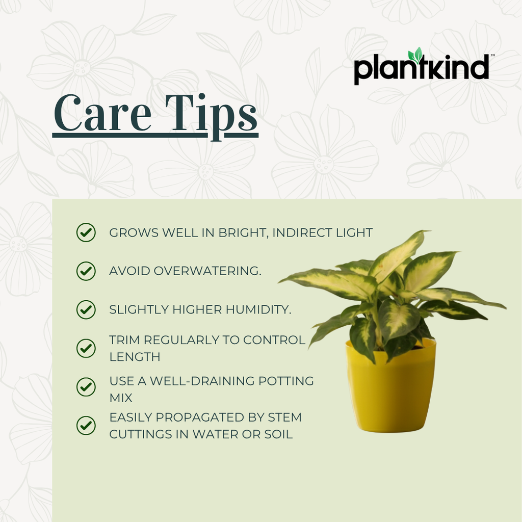 Aglaonema Green| Indoor Plant  | 1 Live Plant | Small