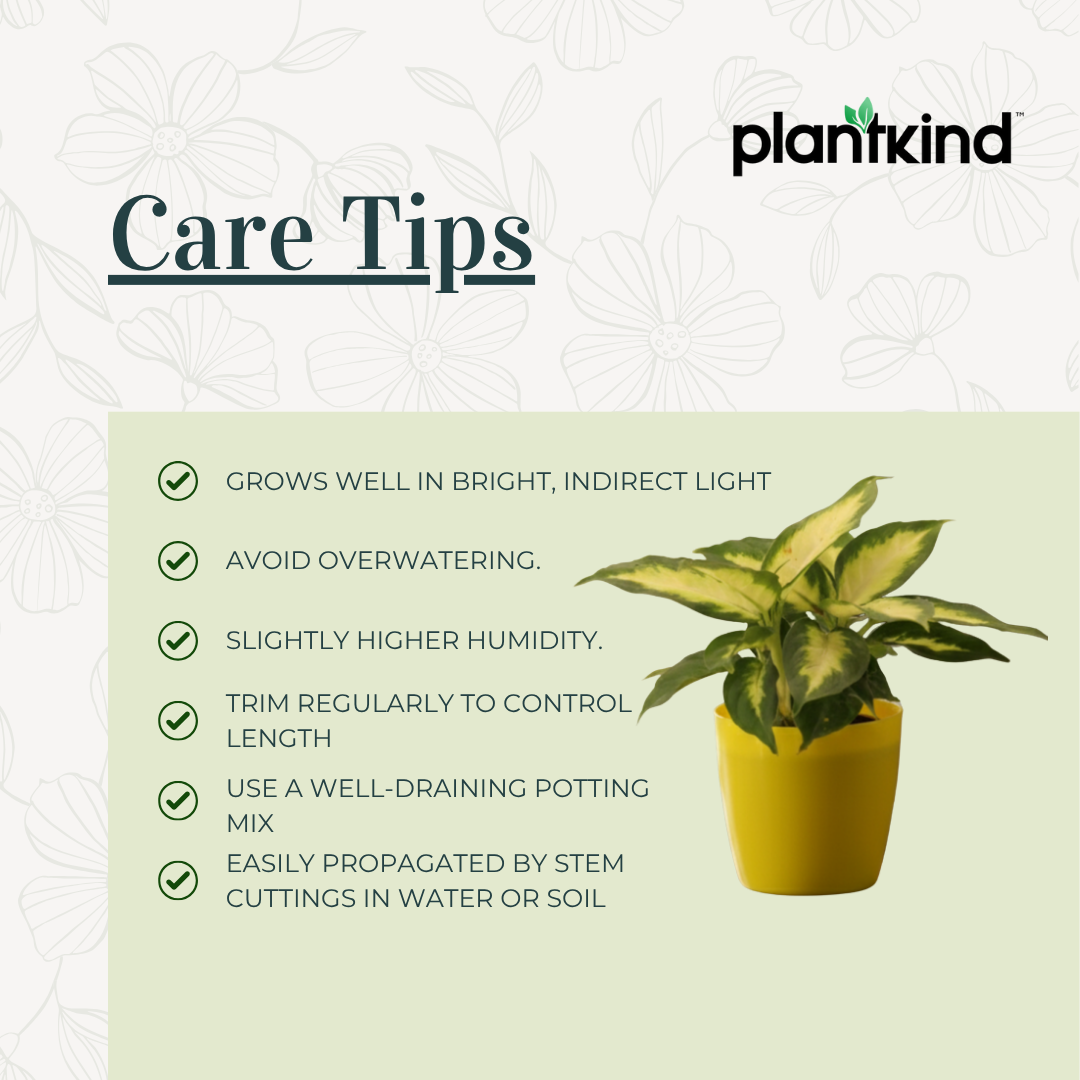 Aglaonema Green| Indoor Plant  | 1 Live Plant | Small