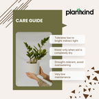 ZZ Plant | Zamioculcas zamiifolia | Fortune Plant| Indoor Plant | Pack Of 1