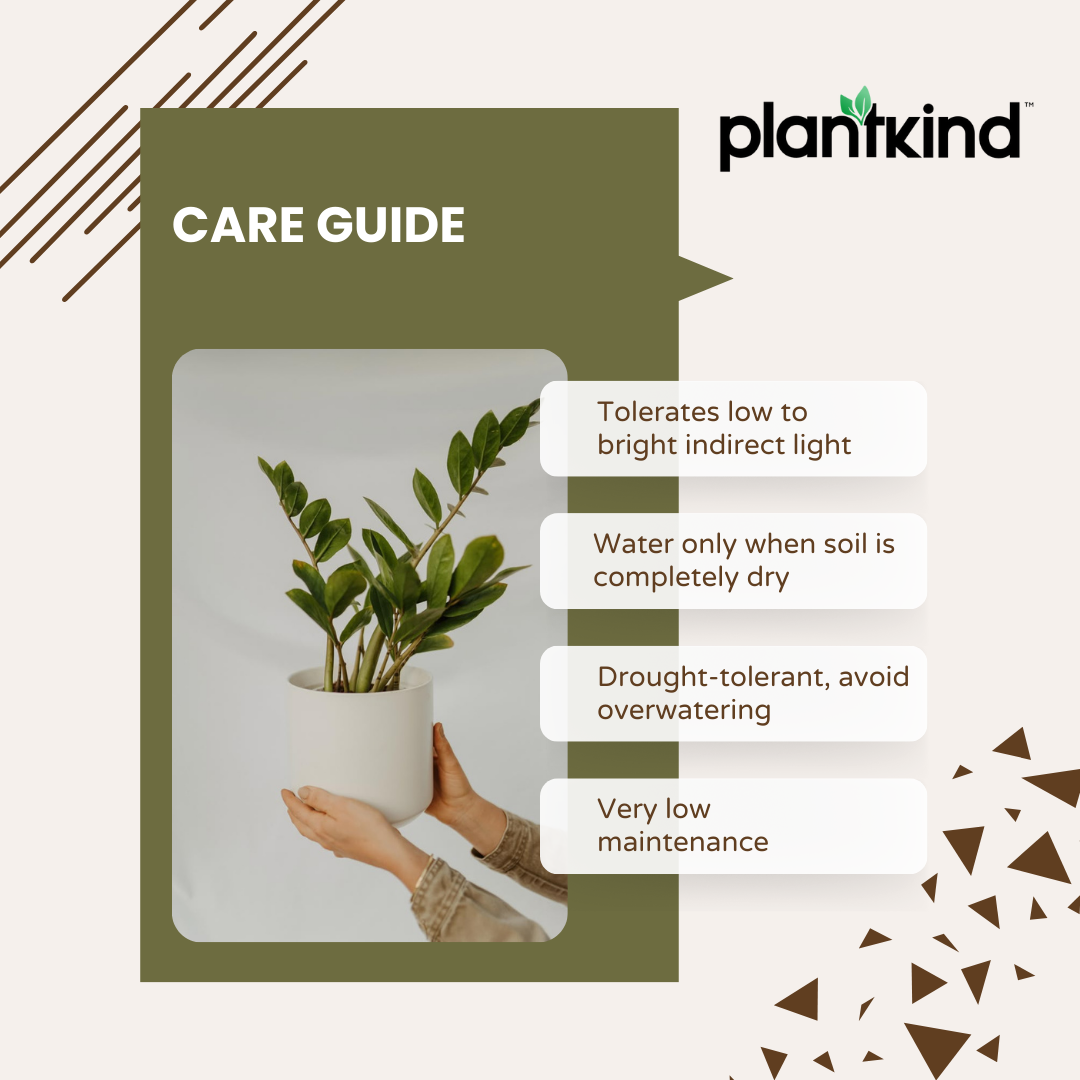 ZZ Plant | Zamioculcas zamiifolia | Fortune Plant| Indoor Plant | Pack Of 1