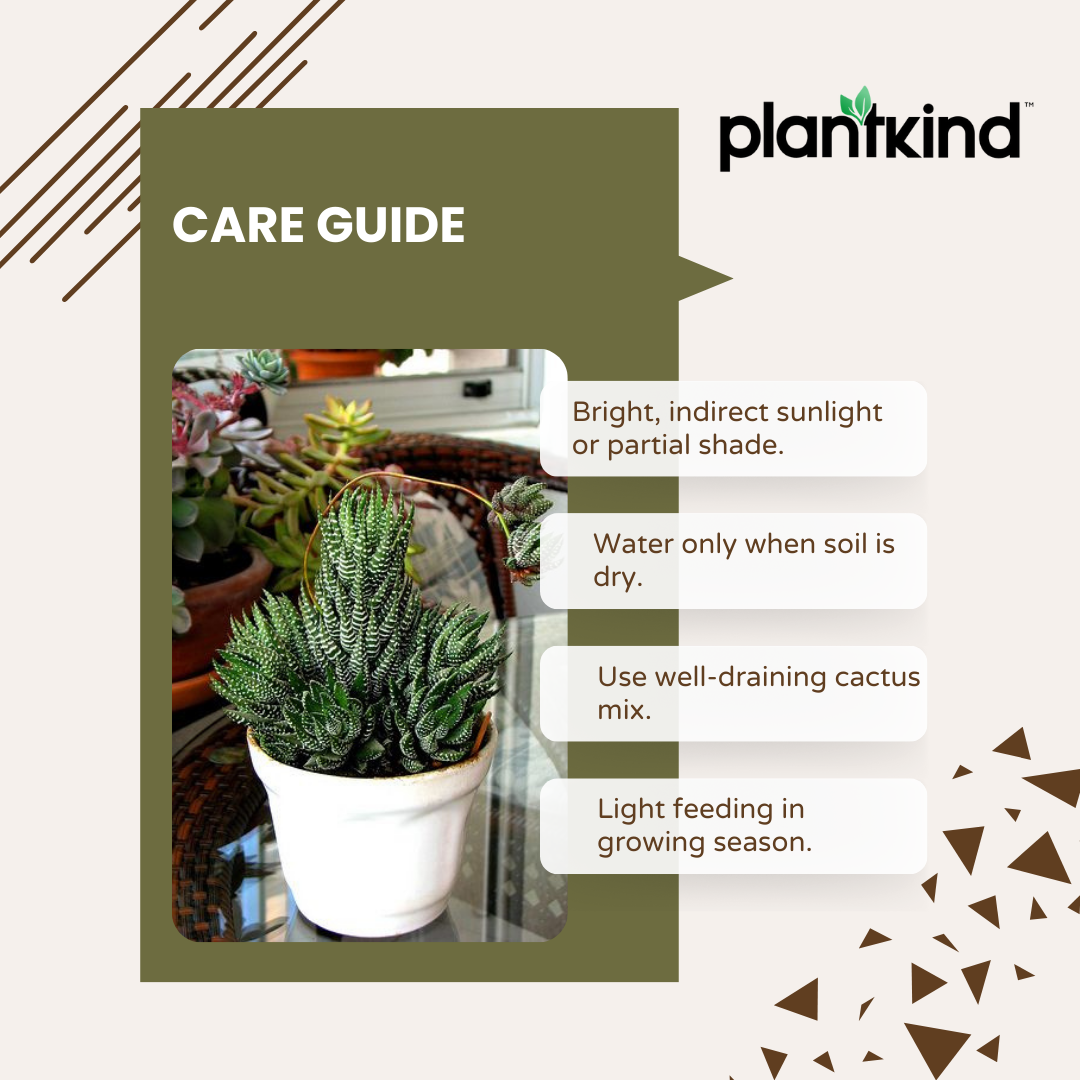 Haworthia Coarctata Plant | Indoor Plant | Succulent Plant | 1 Live Plant