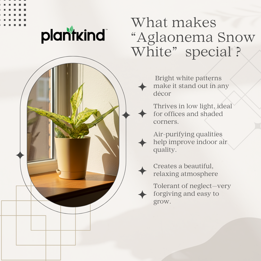 Aglaonema Snow White| Indoor Plant| 1 Live Plant | Small
