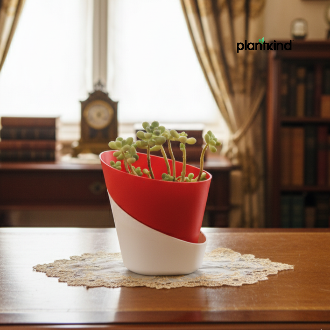 Burros Tail Succulent | Indoor Plant | 1 Live Plant