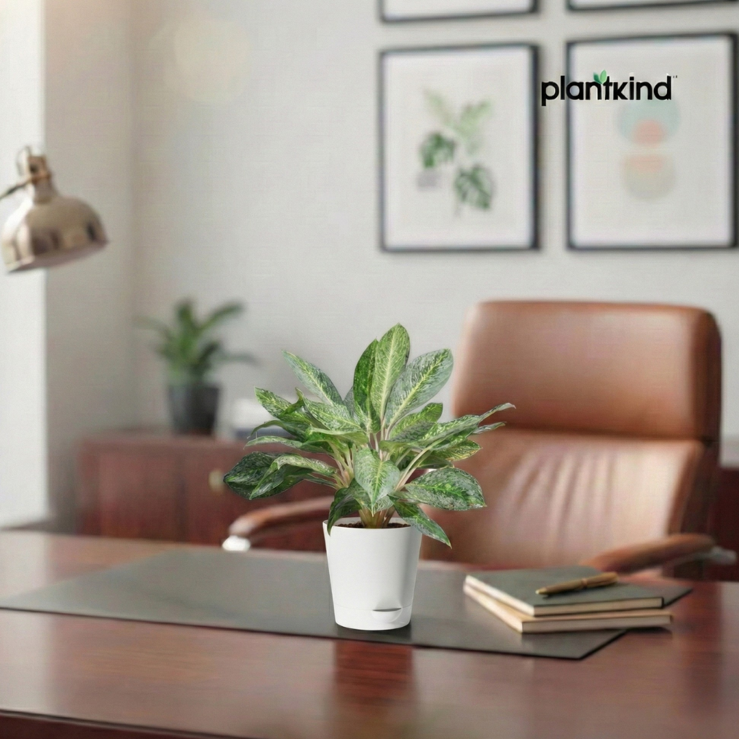 Aglaonema Butterfly Plant  |  Indoor Plant | 1 Live Plant | Medium