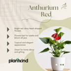 Anthurium Red Plant | Flowering Plant | Indoor Plant | Outdoor Plant | Pack of 1
