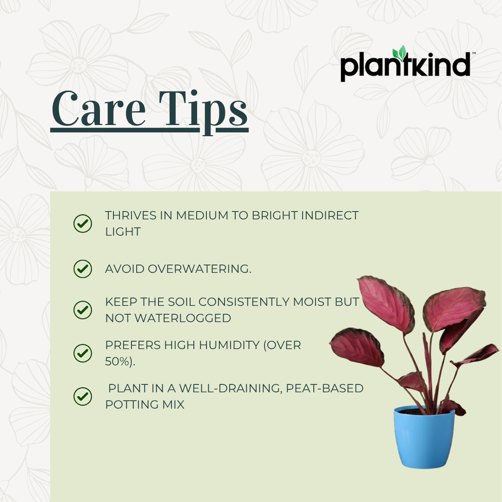 Calathea Roseopicta Rosy Plant | Air Purifying Plant | Indoor Plant | 1 Live Plant | Medium