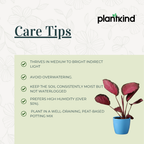 Calathea Roseopicta Rosy Plant | Air Purifying Plant | Indoor Plant | 1 Live Plant | Medium