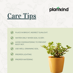 Jade Plant for Home & Office | Low-Maintenance | With Grow Pot