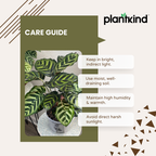 Peacock Plant | Indoor Ornamental Plant | 1 live Plant