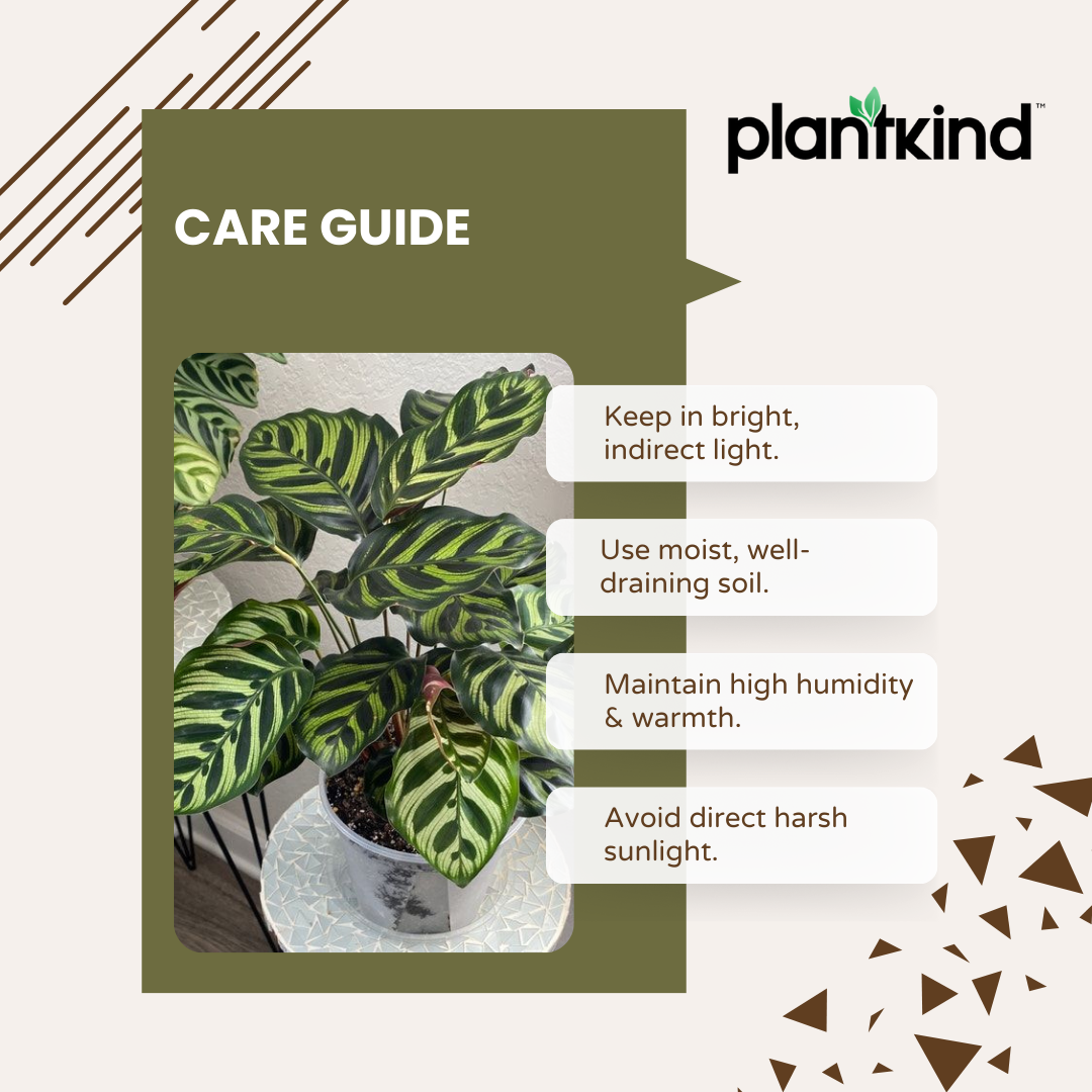 Peacock Plant | Indoor Ornamental Plant | 1 live Plant