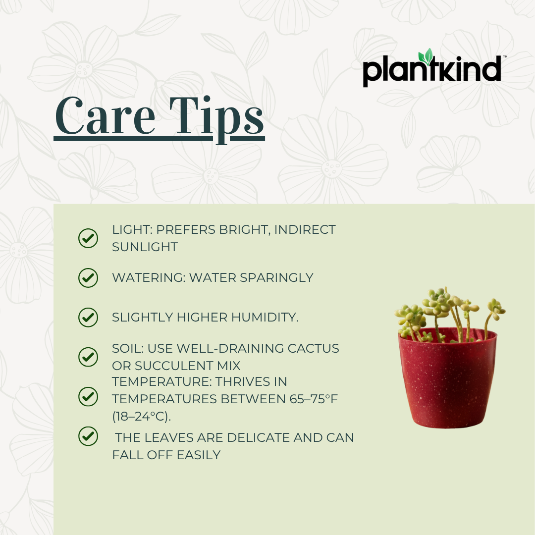 Burros Tail Succulent | Indoor Plant | 1 Live Plant