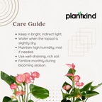 Anthurium Livium Plant | Flowering Plant |  1 Live Plant