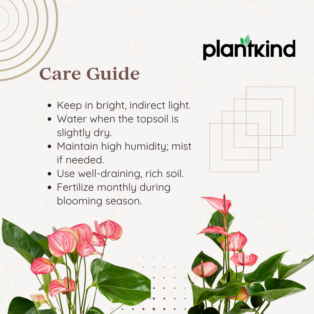 Anthurium Livium Plant | Flowering Plant |  1 Live Plant