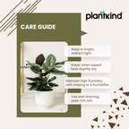 Calathea Sanderiana | Indoor Plants | Indoor Plant | 1 Live Plant
