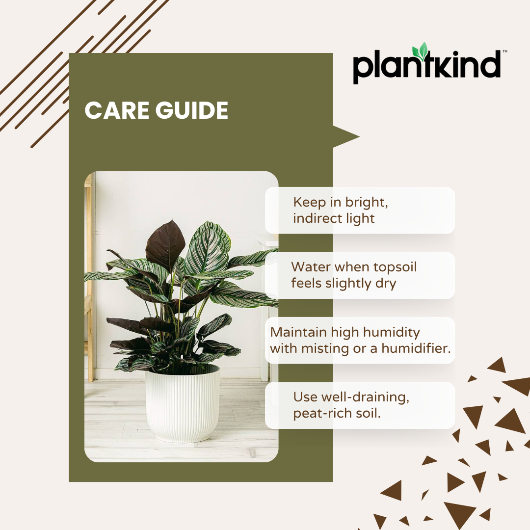 Calathea Sanderiana | Indoor Plants | Indoor Plant | 1 Live Plant