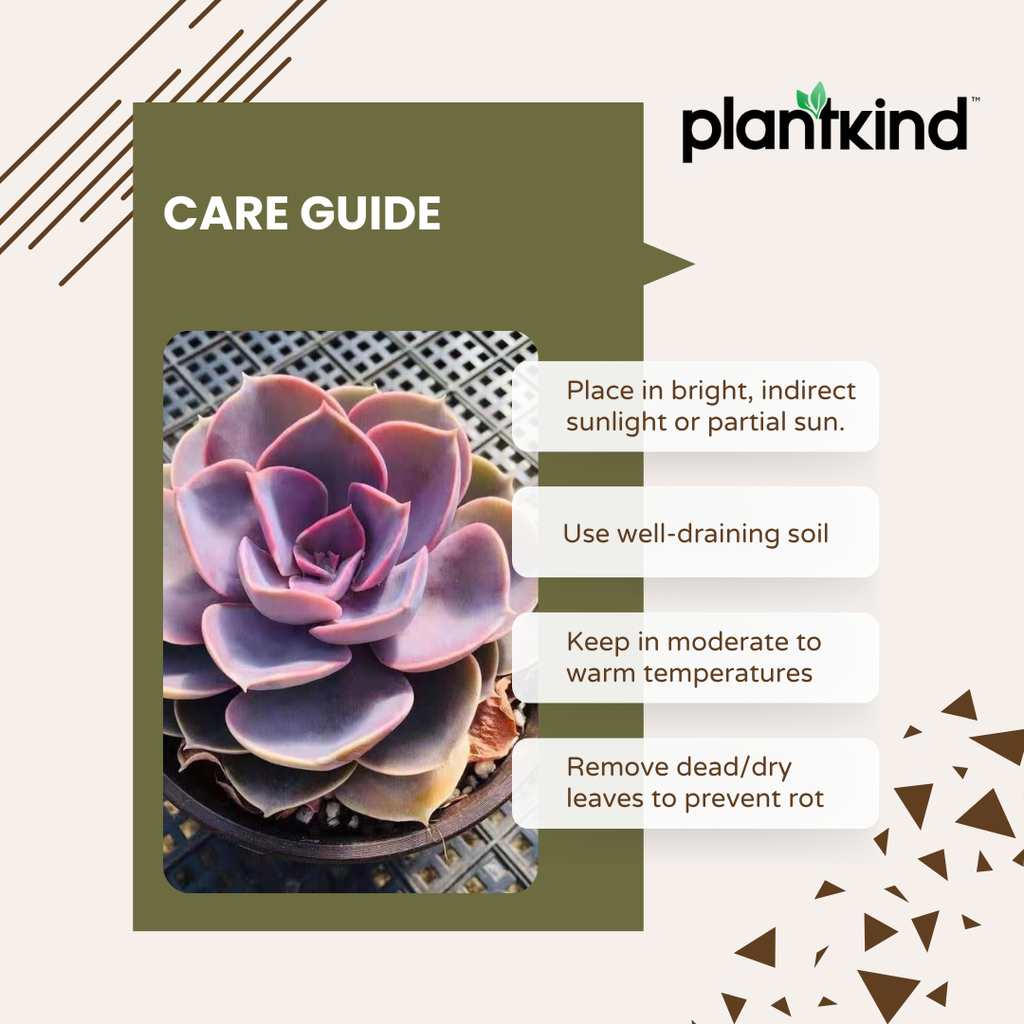 Echeveria Hybrid Plant | Indoor Plant | Pack Of 1