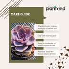 Echeveria Hybrid Plant | Indoor Plant | Pack Of 1