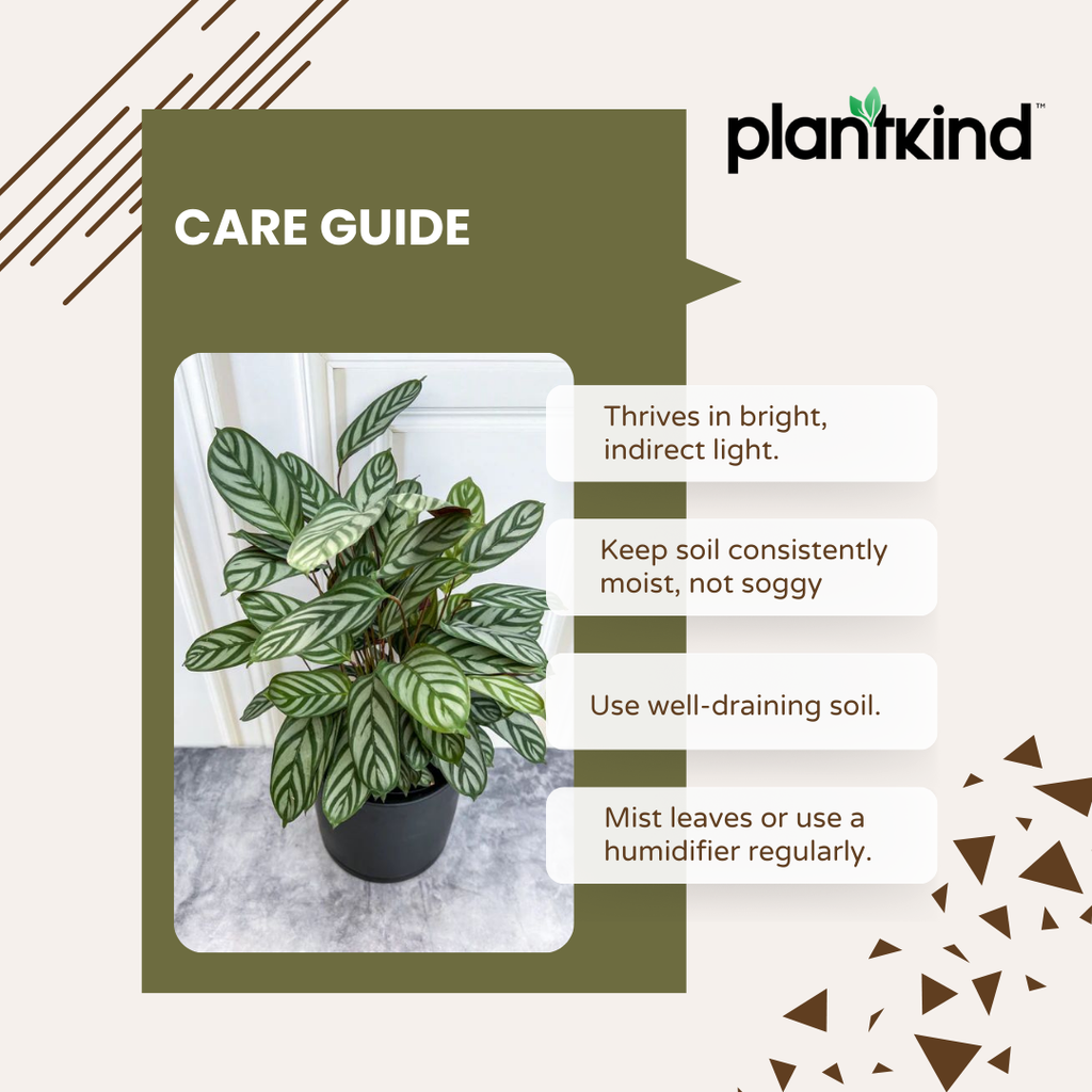 Calathea Freddie | Indoor Plant | 1 Live Plant
