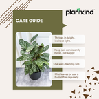 Calathea Freddie | Indoor Plant | 1 Live Plant