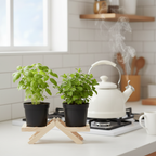 Herbal Tea Duo |Aromatic Herbs| Pack of 2 plants