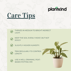Calathea Vittata Plant | Indoor Plant | 1 Live Plant | Medium