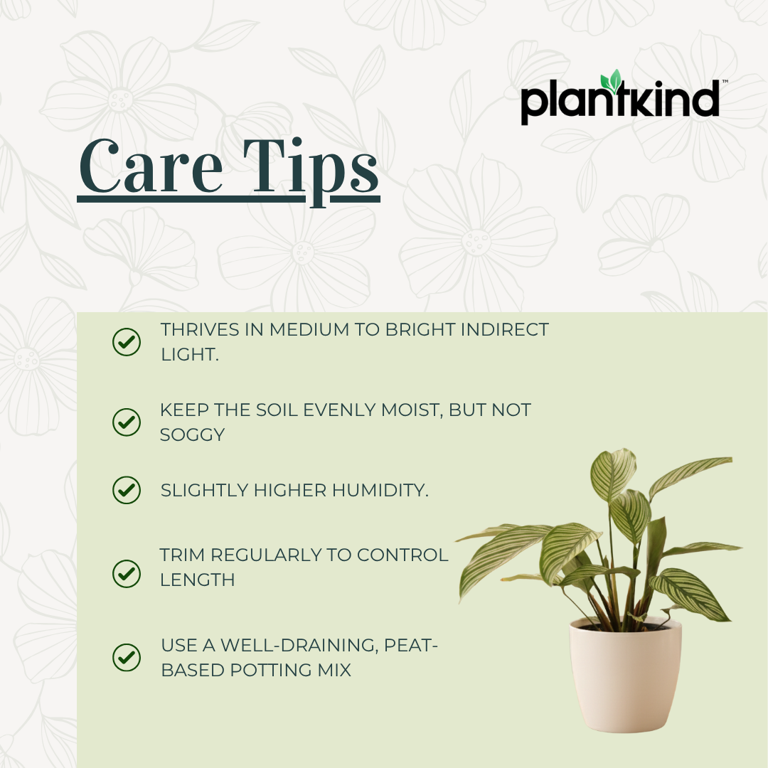 Calathea Vittata Plant | Indoor Plant | 1 Live Plant | Medium