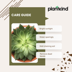 Echeveria Pegasus | Succulent Plant | Indoor Plant | 1 Live Plant