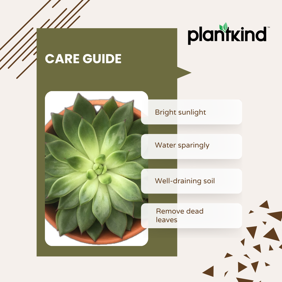 Echeveria Pegasus | Succulent Plant | Indoor Plant | 1 Live Plant
