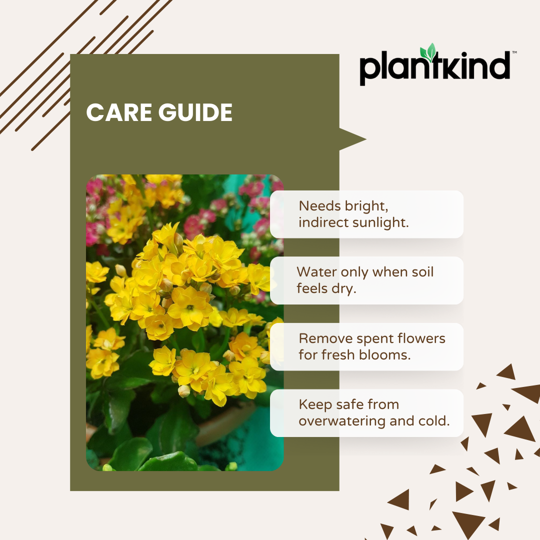 Kalanchoe Plant - Yellow Plant
