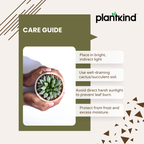 Haworthia Maculata Plant | Succulents Plant | Indoor Plant
