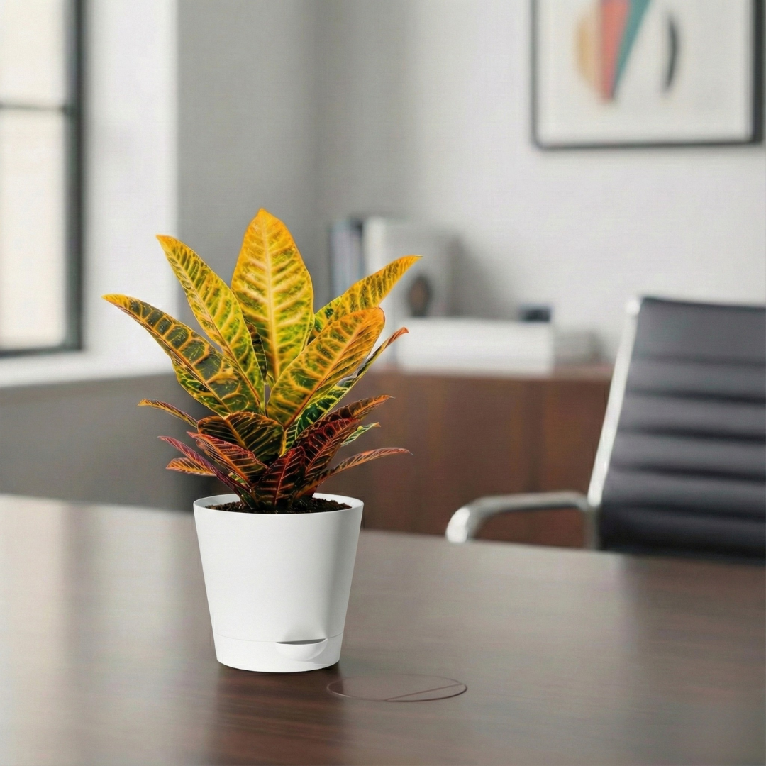 Croton Petra | Indoor Plant | 1 Live Plant