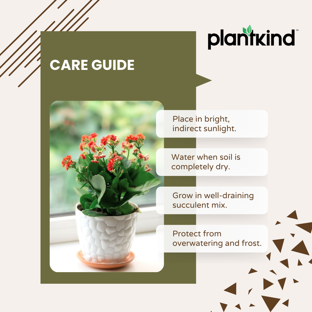 Kalanchoe Plant - Red