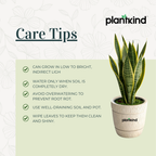 Sansevieria Laurentii Plant - XL Live Plant