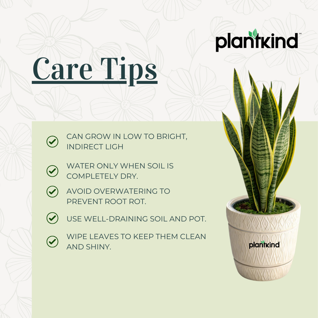 Sansevieria Laurentii Plant - XL Live Plant