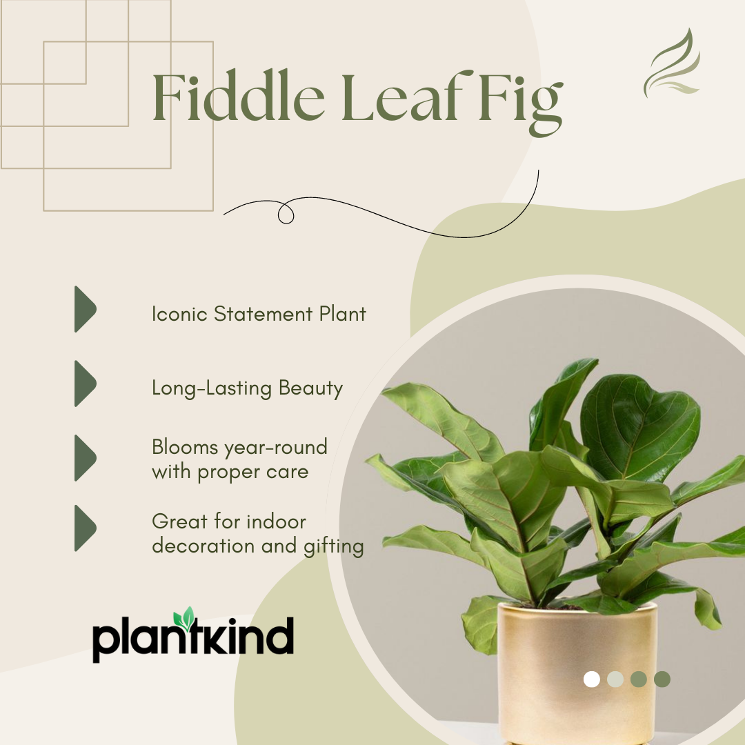 Fiddle Leaf Fig Plant| Indoor Live Plants Pack of 1
